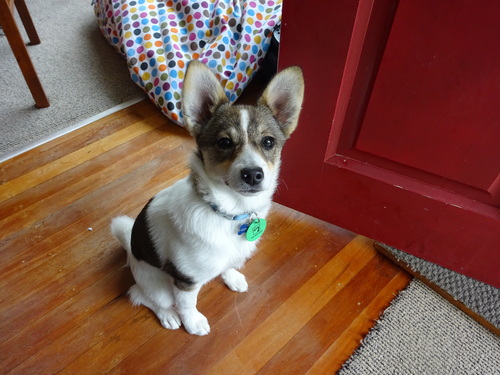 Cute piper 2014-11-24 004